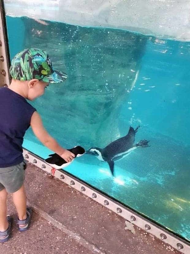 Get Ready for Funny Animals #364 (28 photos)