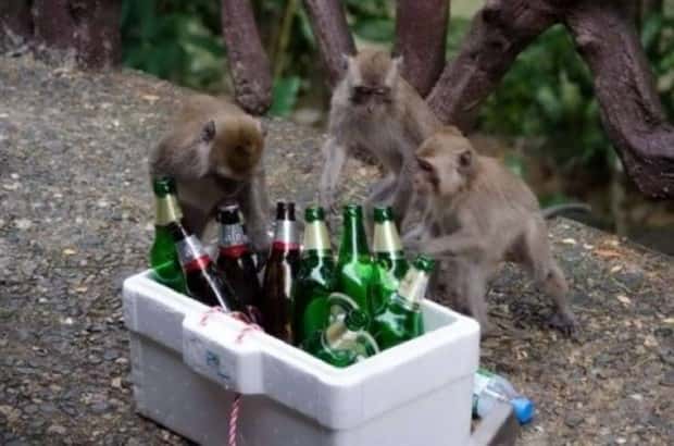 Get Ready for Funny Animals #364 (28 photos)