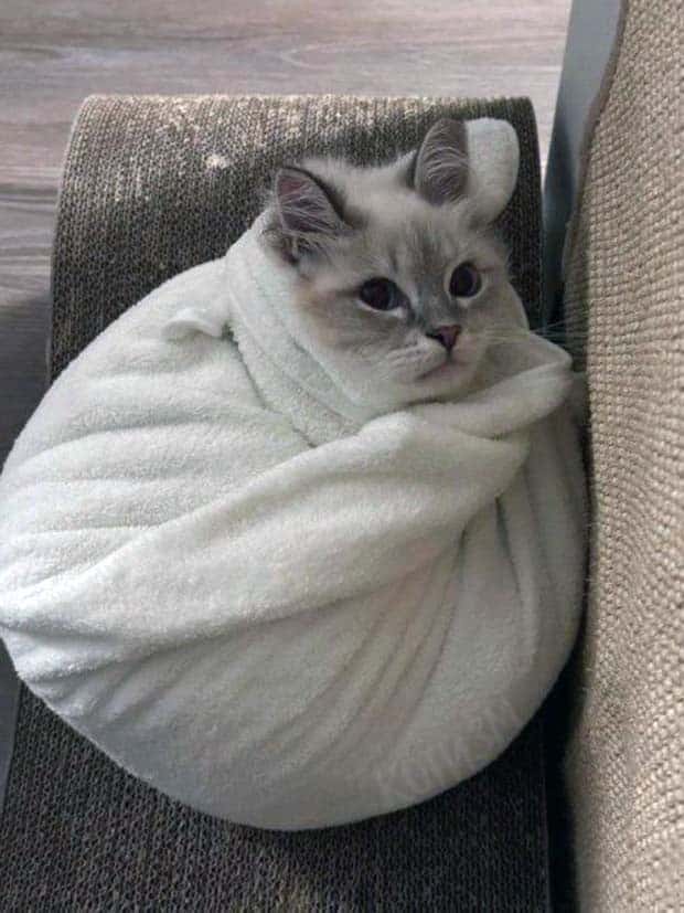 Get Ready for Funny Animals #363 (23 photos)