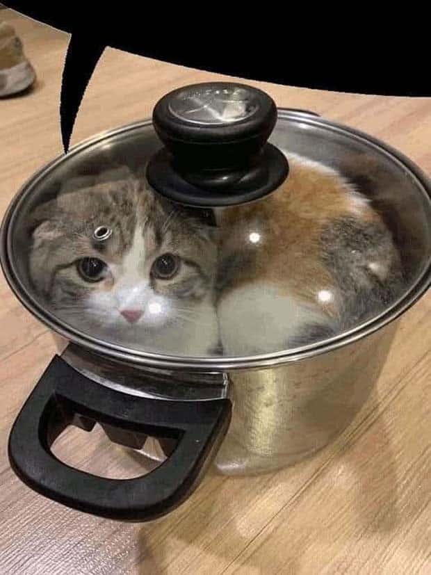 Get Ready for Funny Animals #364 (28 photos)