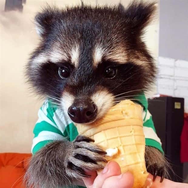 Get Ready for Funny Animals #363 (23 photos)