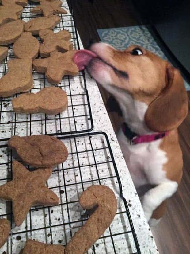 Get Ready for Funny Animals #364 (28 photos)