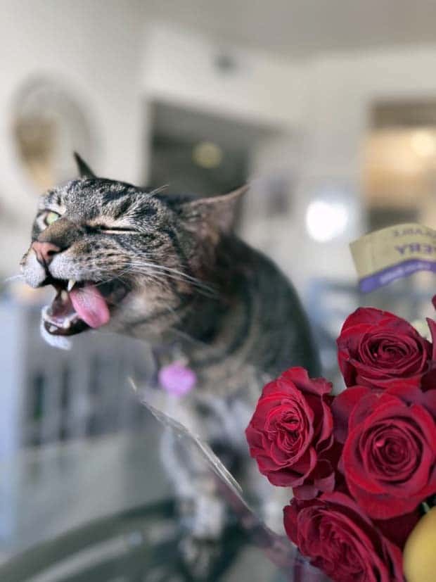 Get Ready for Funny Animals #363 (23 photos)