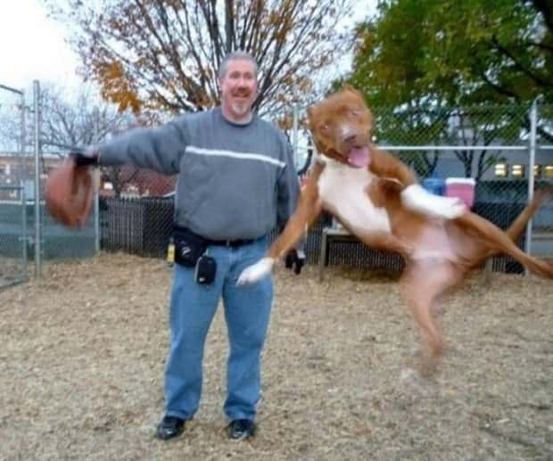 Get Ready for Funny Animals #364 (28 photos)