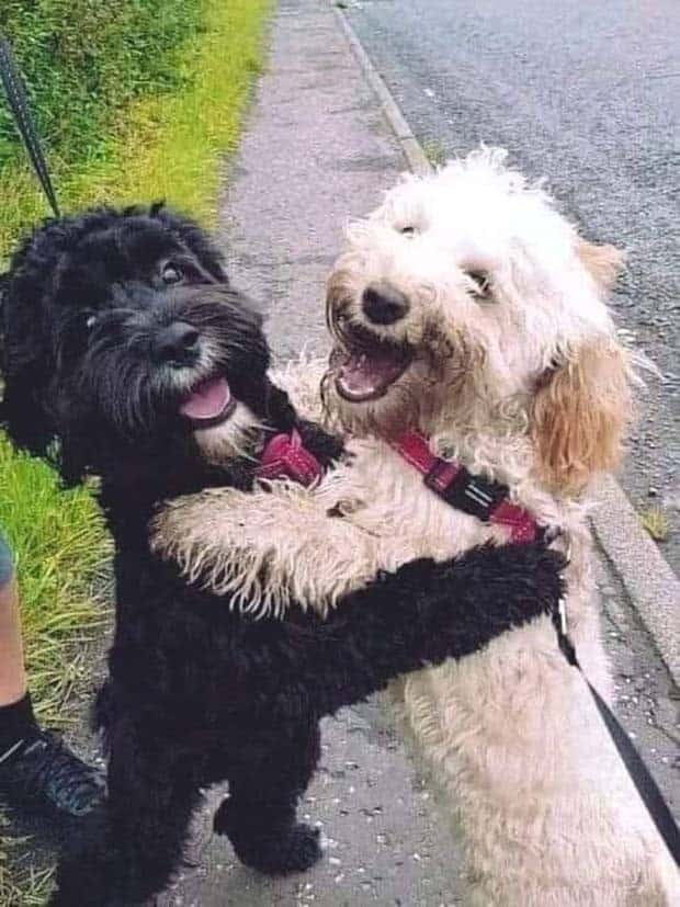 Get Ready for Funny Animals #363 (23 photos)