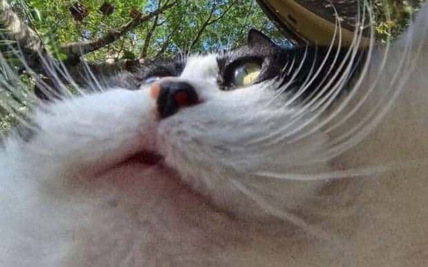 funny cats 12 Wide Angle Camera Captures Funny Cats (20 photos)