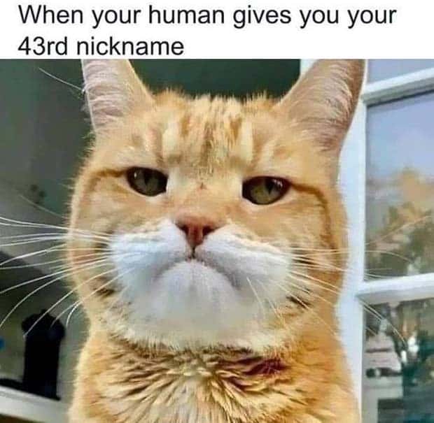 Funny Pics and Memes to Make You Laugh #133 (25 photos)