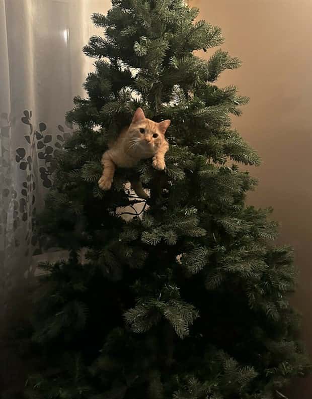 klyker picdump 12 25 2024 24 Klyker Picdump #1623 (43 photos)