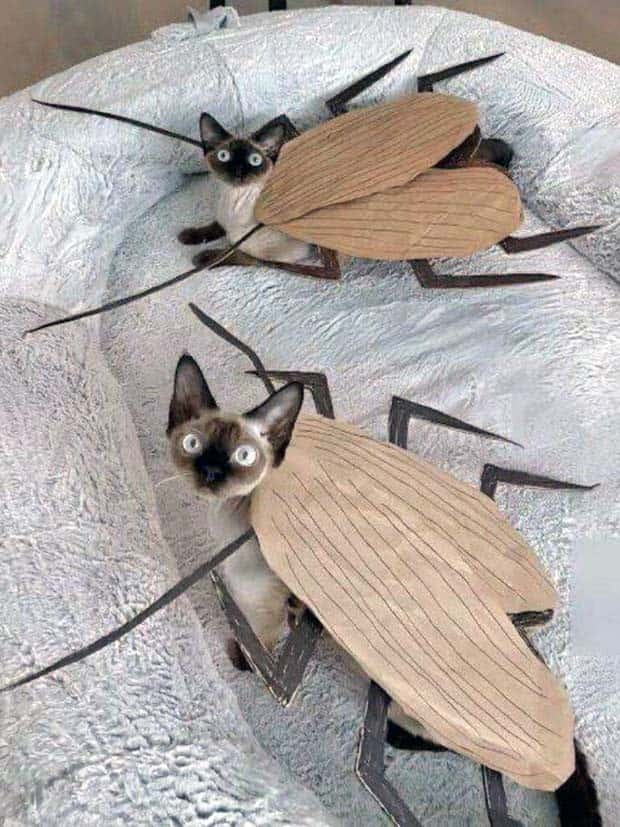 klyker picdump 12 25 2024 8 Klyker Picdump #1623 (43 photos)