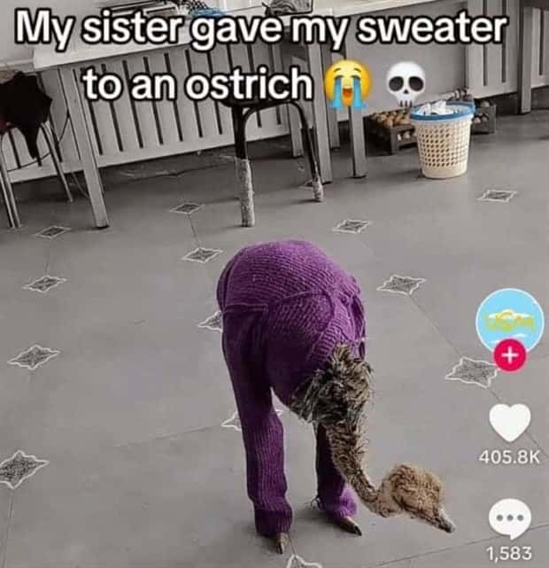 tiktok snapshots 20 38 Snapshots That Scream TikTok (38 photos)