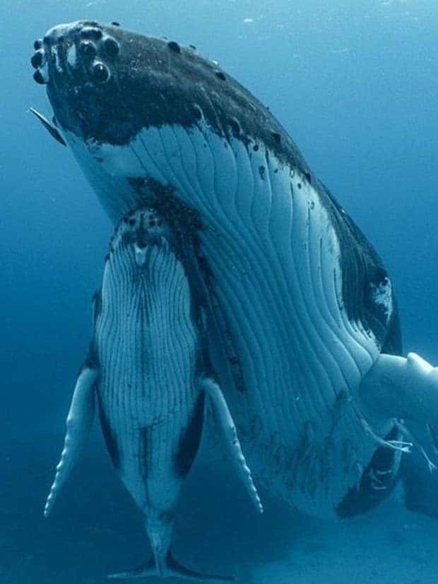 awesome pictures 10 Awesome Pictures You Shouldn’t Miss #134 (21 photos)