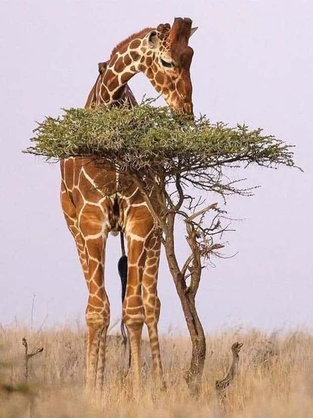 awesome pictures 12 Awesome Pictures You Shouldn’t Miss #134 (21 photos)