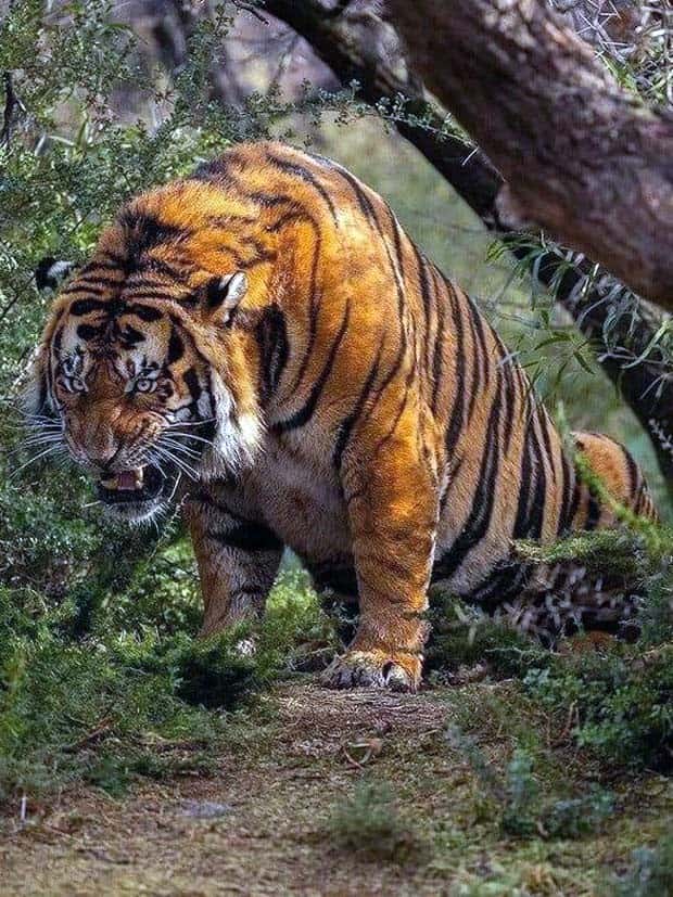 buffed animals 19 Animals With Impressive Muscle Definition (23 photos)