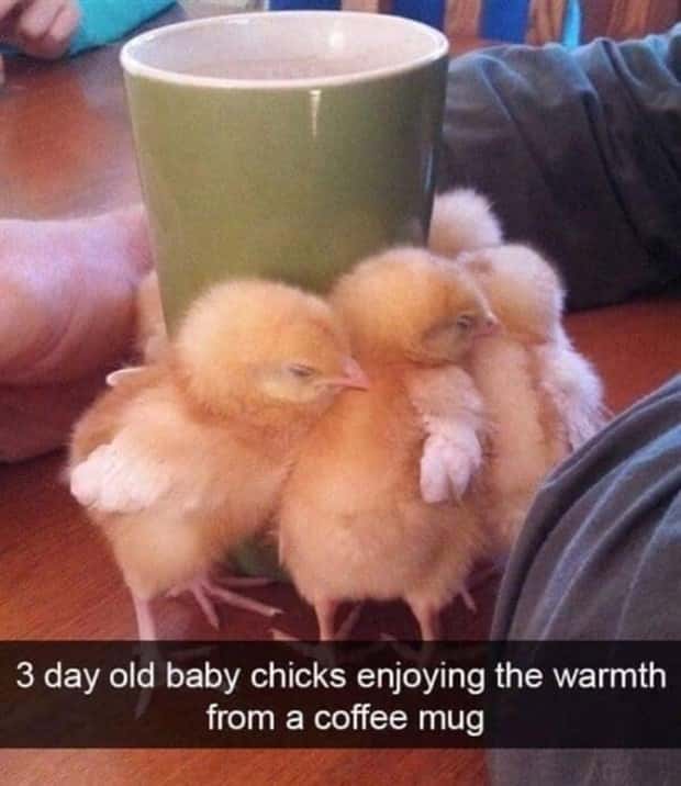 Funny Animal Snapchats for Your Day (23 photos)