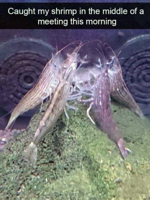 Funny Animal Snapchats for Your Day (23 photos)