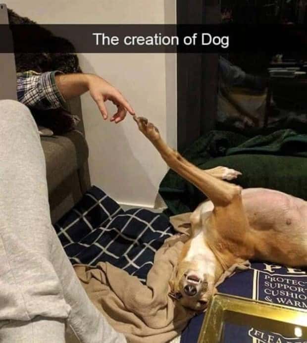Funny Animal Snapchats for Your Day (23 photos)