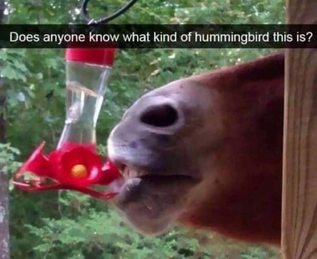 Funny Animal Snapchats for Your Day (23 photos)