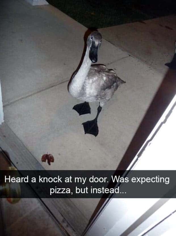 Funny Animal Snapchats for Your Day (23 photos)