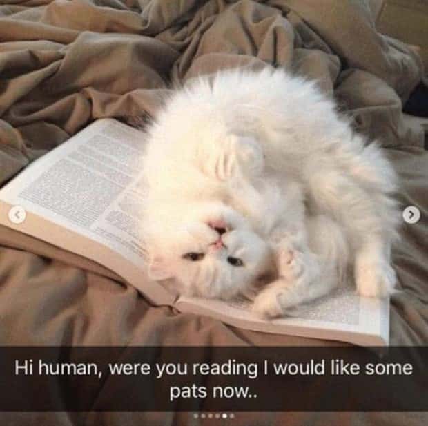 Funny Animal Snapchats for Your Day (23 photos)