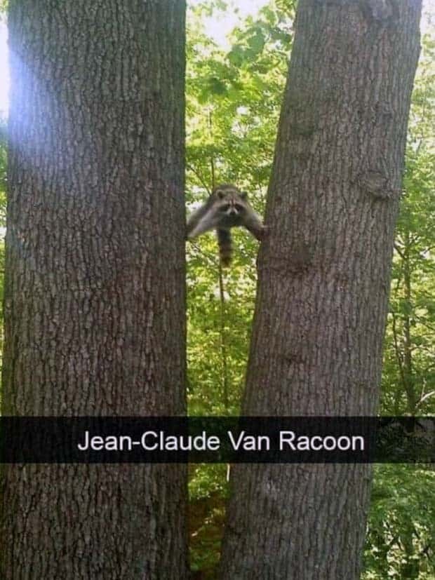 Funny Animal Snapchats for Your Day (23 photos)