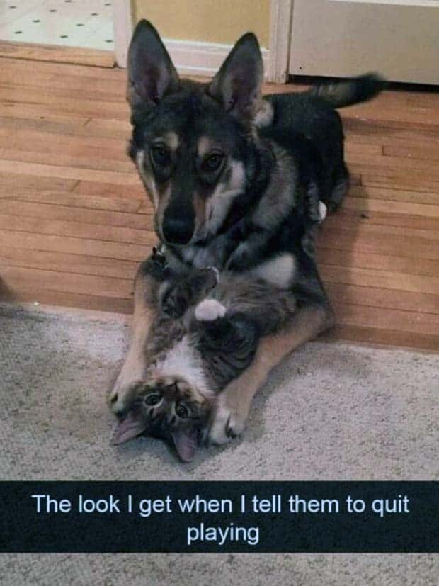 Funny Animal Snapchats for Your Day (23 photos)