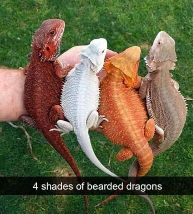 Funny Animal Snapchats for Your Day (23 photos)