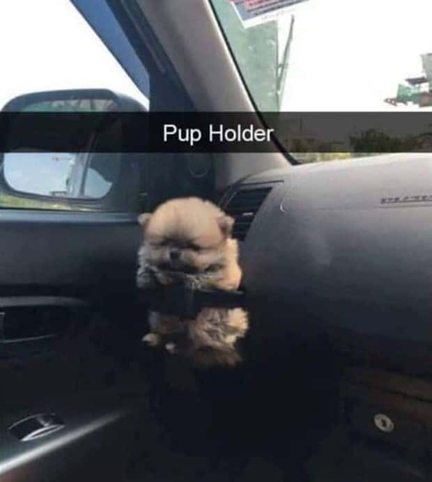 Funny Animal Snapchats for Your Day (23 photos)