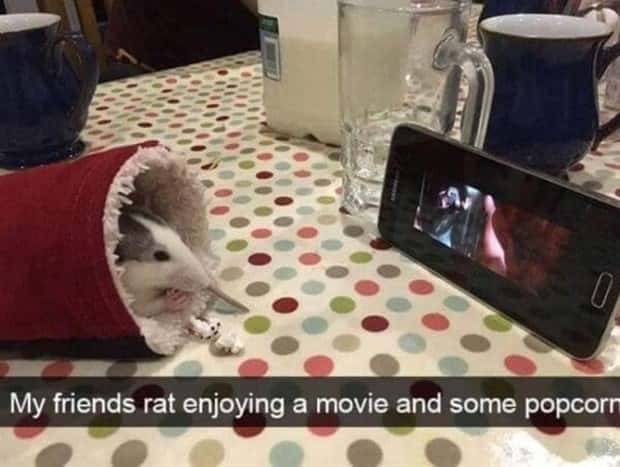 Funny Animal Snapchats for Your Day (23 photos)