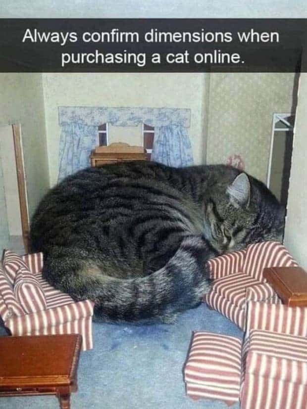 Funny Animal Snapchats for Your Day (23 photos)