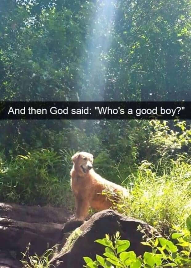 Funny Animal Snapchats for Your Day (23 photos)