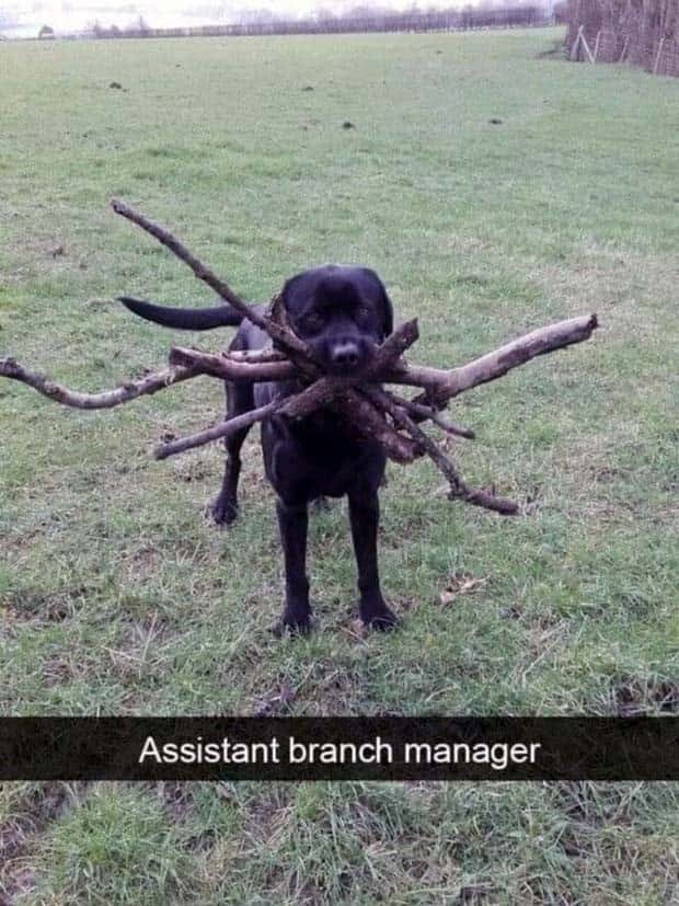 Funny Animal Snapchats for Your Day (23 photos)