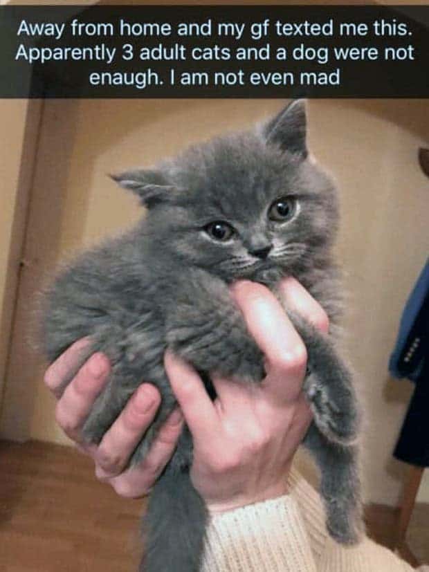 Funny Animal Snapchats for Your Day (23 photos)