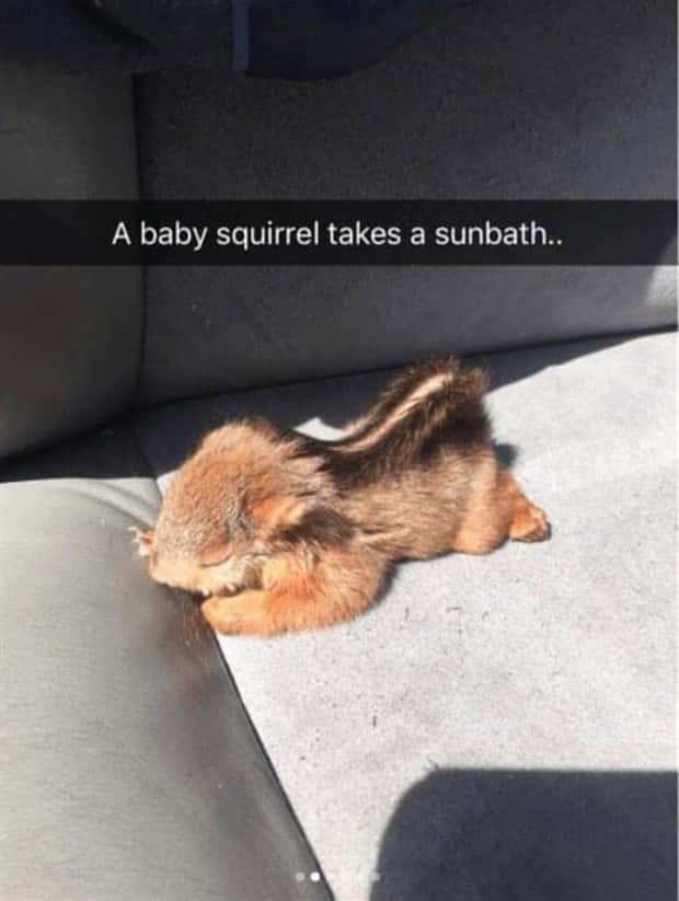 Funny Animal Snapchats for Your Day (23 photos)