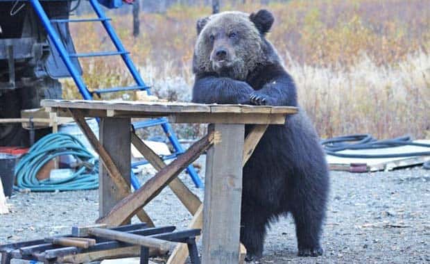 funny animals 1 2 Get Ready for Funny Animals #368 (24 photos)