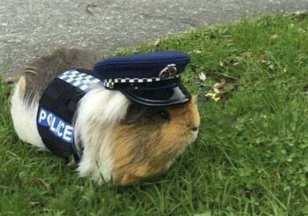 Get Ready for Funny Animals #367 (26 photos)