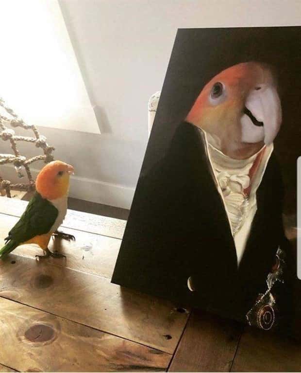 funny animals 10 2 Get Ready for Funny Animals #368 (24 photos)