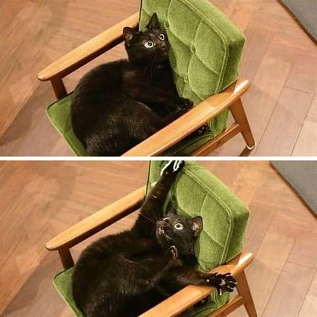 Get Ready for Funny Animals #367 (26 photos)