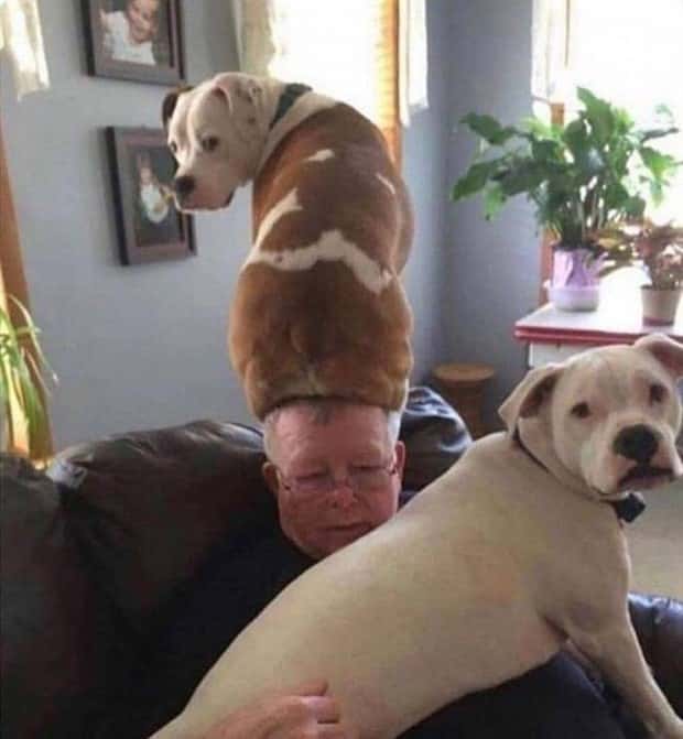 Get Ready for Funny Animals #367 (26 photos)