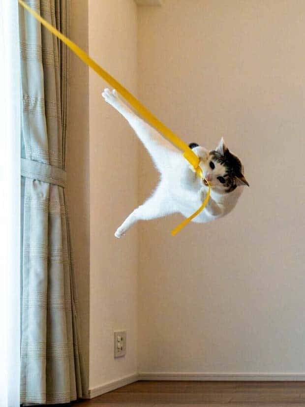 Get Ready for Funny Animals #370 (25 photos)