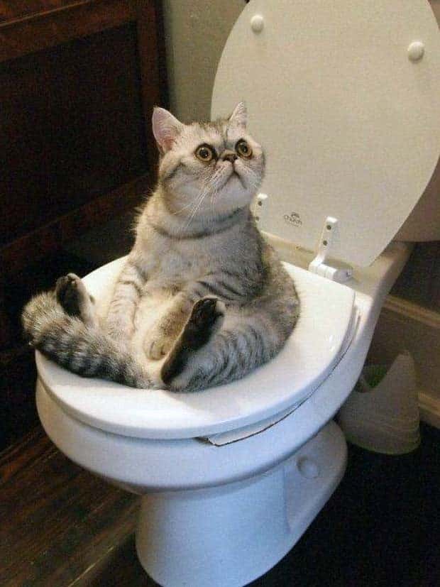 funny animals 13 2 Get Ready for Funny Animals #368 (24 photos)