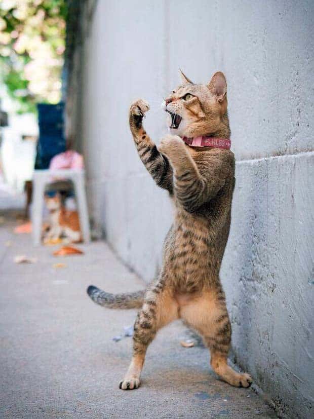 funny animals 13 3 Get Ready for Funny Animals #369 (23 photos)