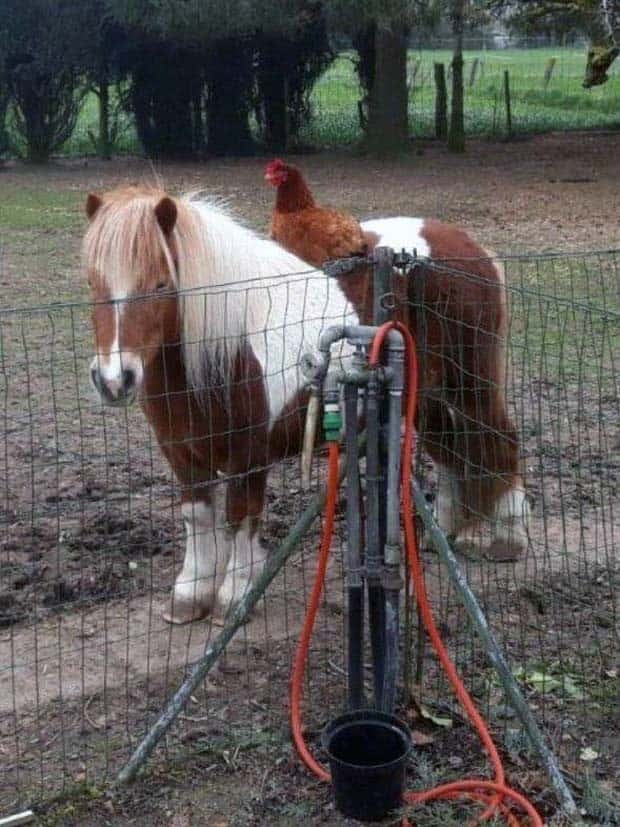 Get Ready for Funny Animals #367 (26 photos)