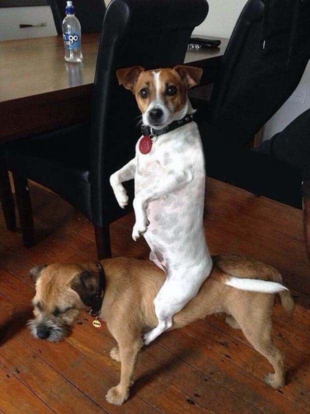funny animals 14 2 Get Ready for Funny Animals #368 (24 photos)