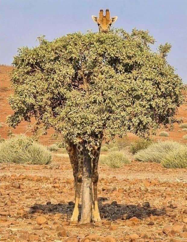 Get Ready for Funny Animals #370 (25 photos)