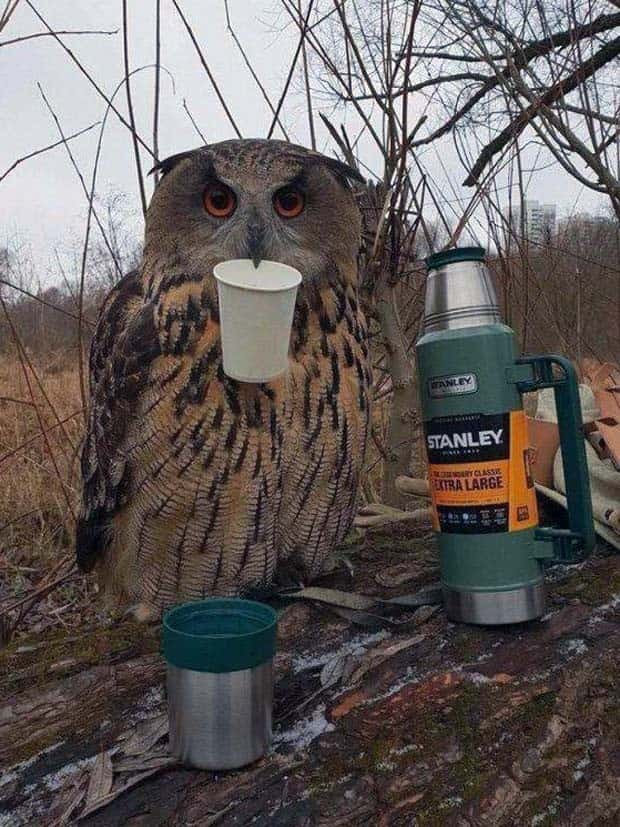 Get Ready for Funny Animals #367 (26 photos)