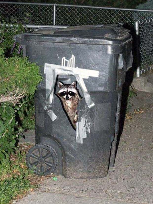 funny animals 16 2 Get Ready for Funny Animals #368 (24 photos)