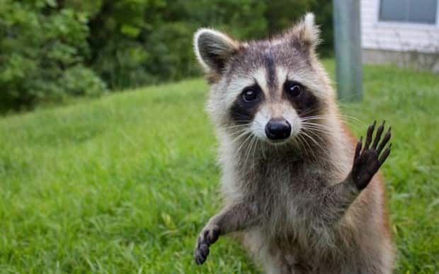 Get Ready for Funny Animals #370 (25 photos)