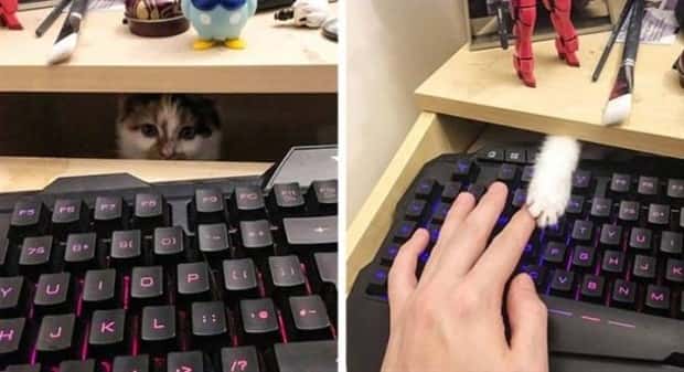 Get Ready for Funny Animals #367 (26 photos)