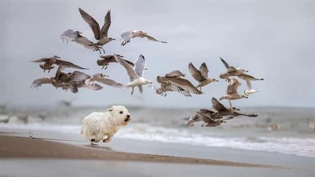 Get Ready for Funny Animals #370 (25 photos)