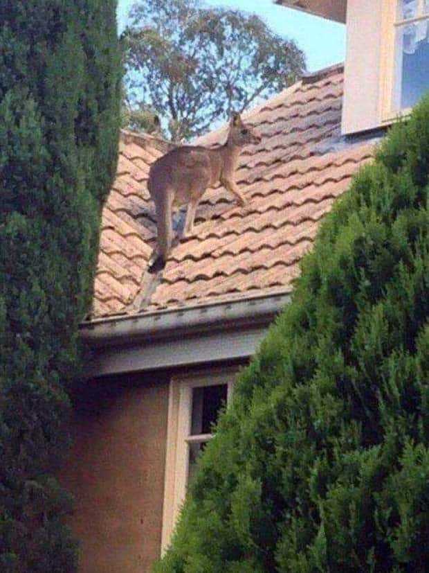 Get Ready for Funny Animals #367 (26 photos)